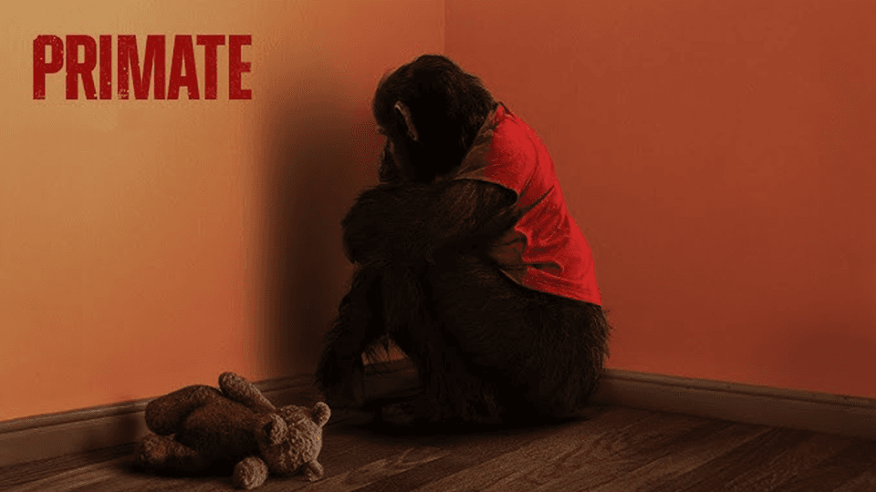 Պրիմատ